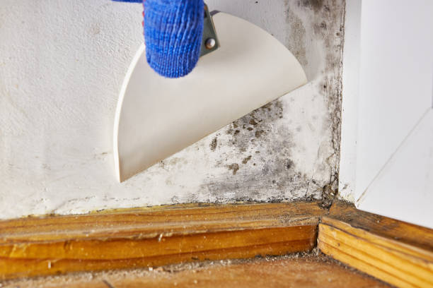 Mold Odor Removal Services